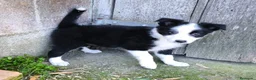 Border Collie perros en venta: Cachorros border collie varios colores! - Anuncio 6