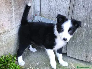 Border Collie perros Cachorros border collie varios colores! - Anuncio 6
