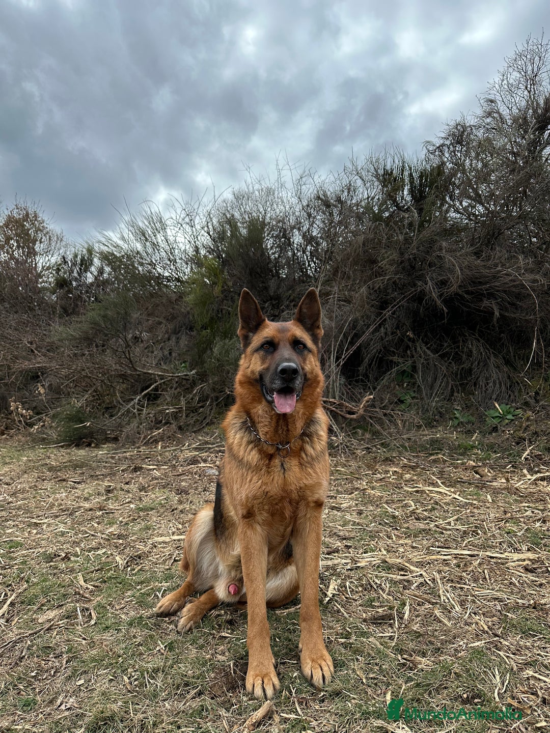 Pastor Alemán perros para monta: Pastor alemán para montas  - Anuncio 6