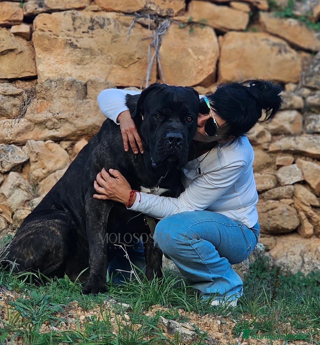 Imagen de galería {{count}}