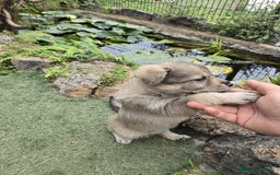 Perro Lobo Checoslovaco perros en venta: Perro lobo herreño  - Imagen 5