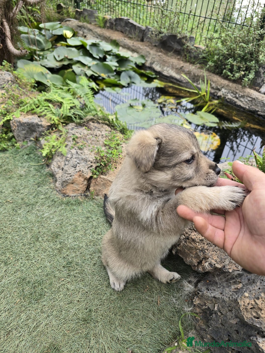 Perro Lobo Checoslovaco perros en venta: Perro lobo herreño  - Imagen 5