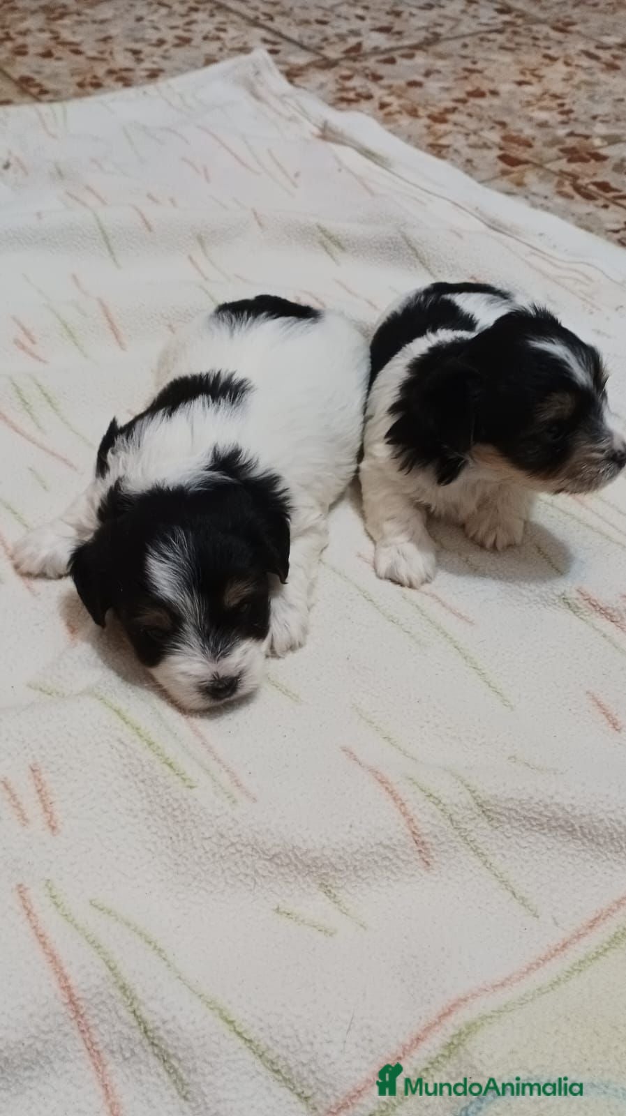 Biewer Yorkshire Terrier a la Pom Pon perros Yorkshire Biewer macho y hembra  - Anuncio 1