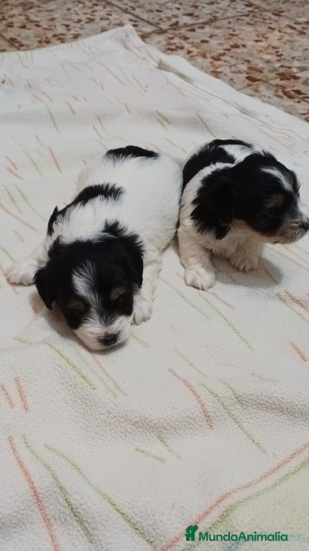 Biewer Yorkshire Terrier a la Pom Pon perros en venta: Yorkshire Biewer macho y hembra  - Anuncio 1