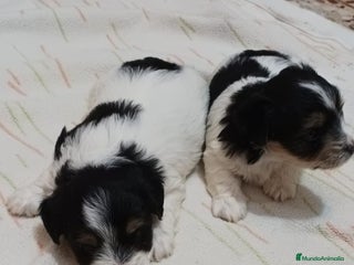 Biewer Yorkshire Terrier a la Pom Pon perros Yorkshire Biewer macho y hembra - Anuncio 1