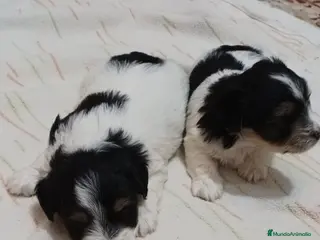 Biewer Yorkshire Terrier a la Pom Pon perros Yorkshire Biewer macho y hembra - Anuncio 2