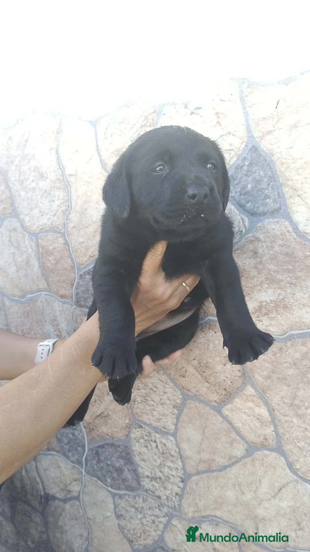 Labrador Retriever perros en venta: Preciosa labradora negra disponible  - Anuncio 2