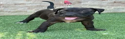 American Pit Bull Terrier perros en venta: Cachorra auténtica APBT - Anuncio 2