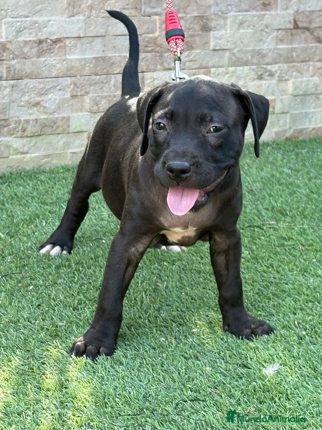 American Pit Bull Terrier perros en venta: Cachorra auténtica APBT - Anuncio 2