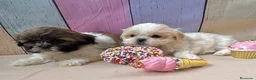 Shih Tzu perros en venta: Shih tzu hembras disponibles  - Anuncio 4