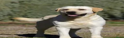 Labrador Retriever perros en venta: Labrador - Anuncio 5