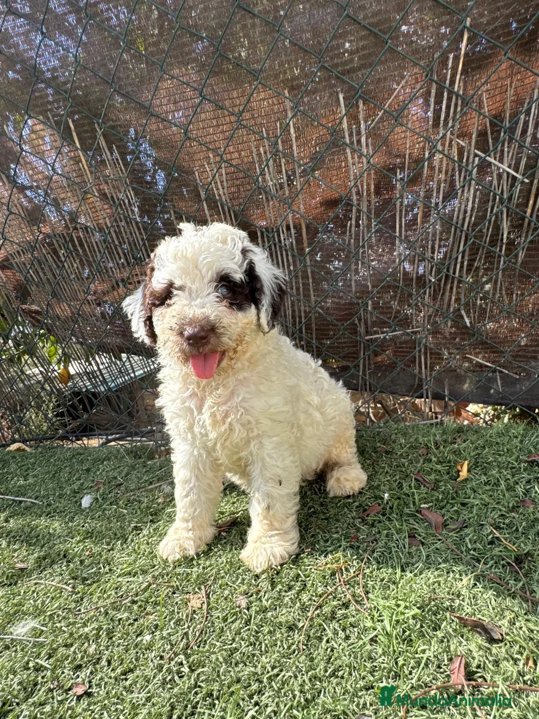 Perro de Agua Español perros en venta: Perro de agua  - Anuncio 1