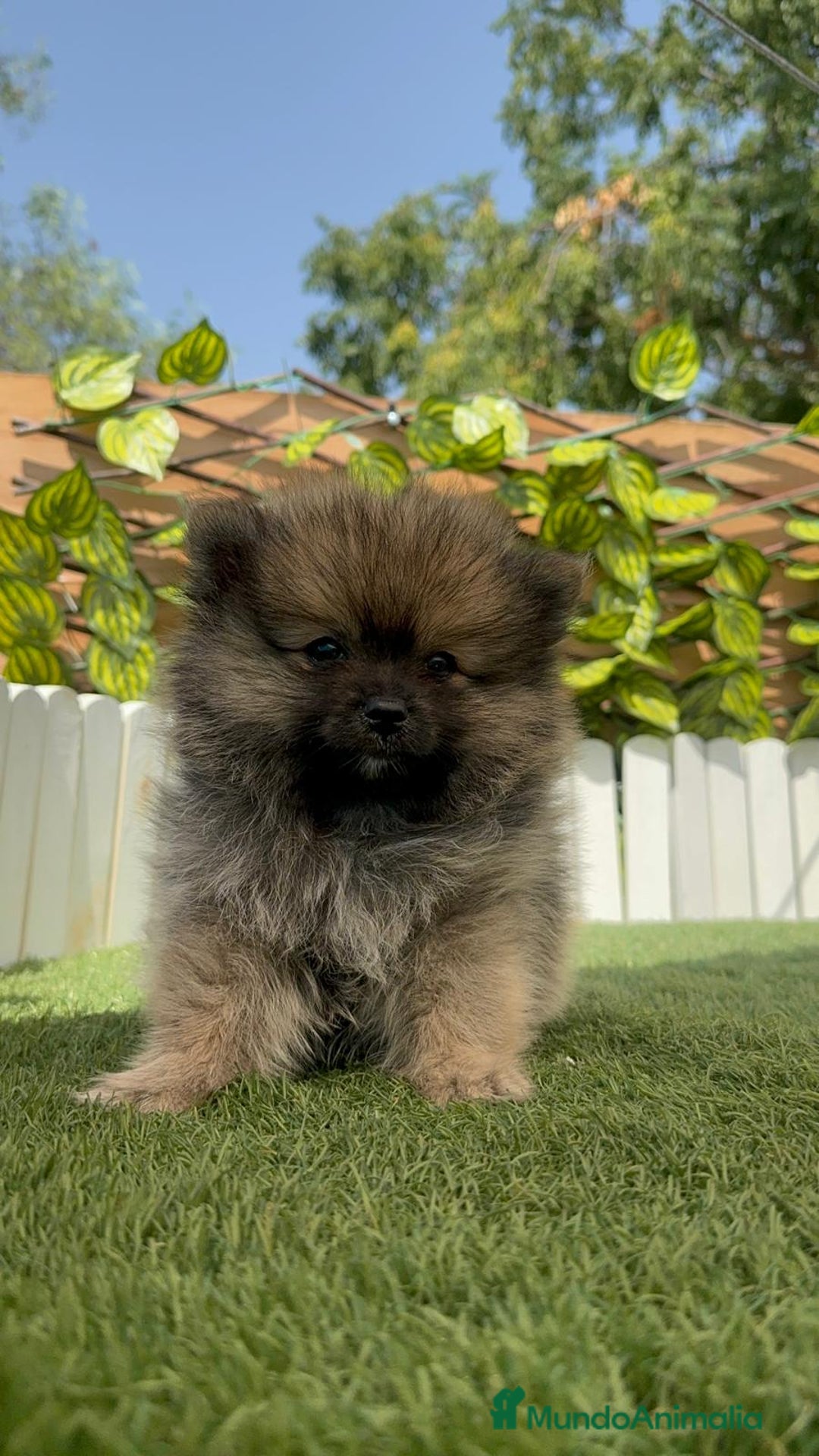 Pomerania perros en venta: POMERANIA HEMBRA - Imagen 14