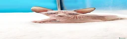 Sphynx gatos en venta: Preciosa hembrita ojos azules  - Anuncio 1