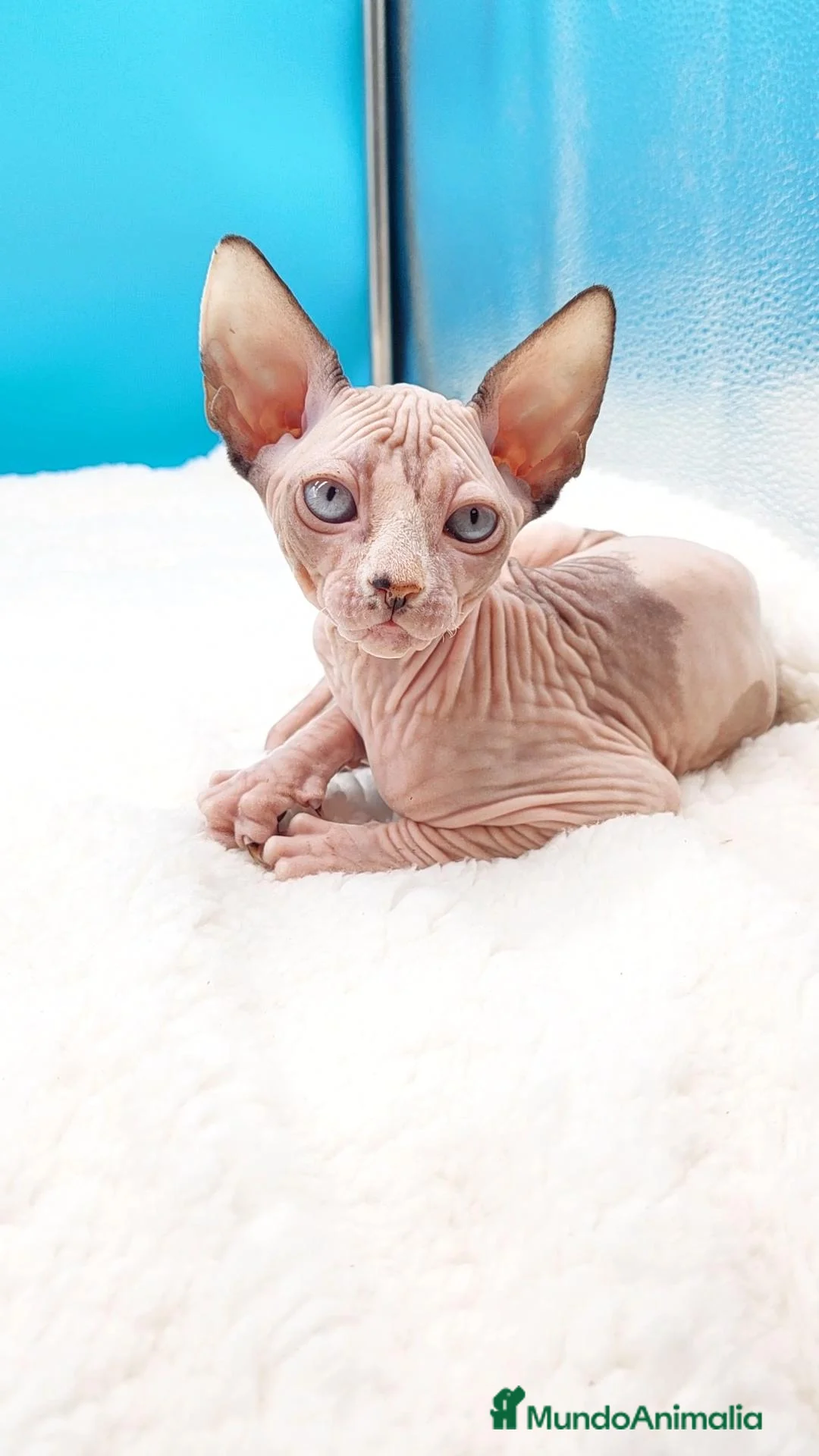 Sphynx gatos en venta: Preciosa hembrita ojos azules  - Anuncio 1