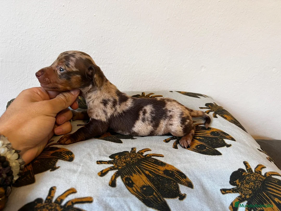 Teckel Miniatura perros en venta: Teckel España !  - Anuncio 5