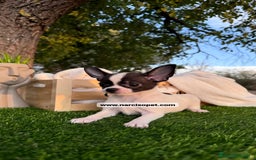 Chihuahua perros en venta: CHIHUAHUA CACHORRO - Imagen 1
