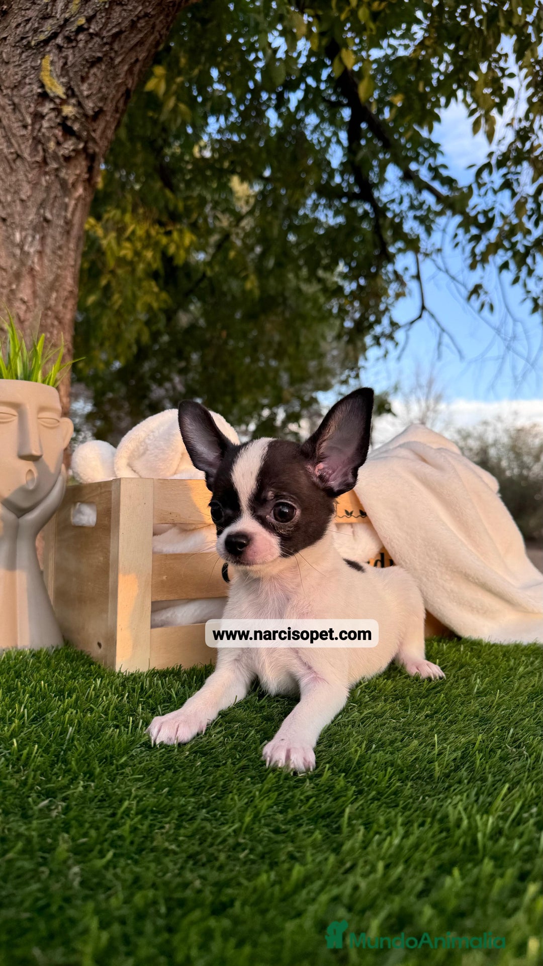 Chihuahua perros en venta: CHIHUAHUA CACHORRO - Imagen 1