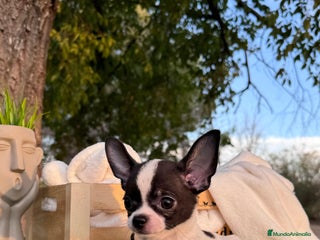 Chihuahua perros - Anuncio 26