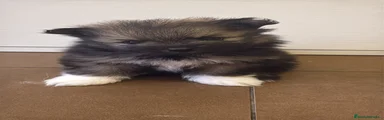Pomerania Cachorro 2