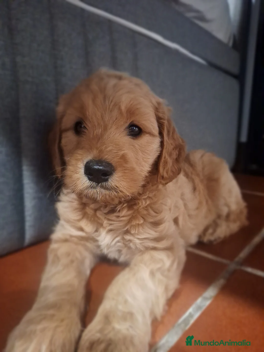 Goldendoodle perros en venta: GOLDENDOODLE - Anuncio 2