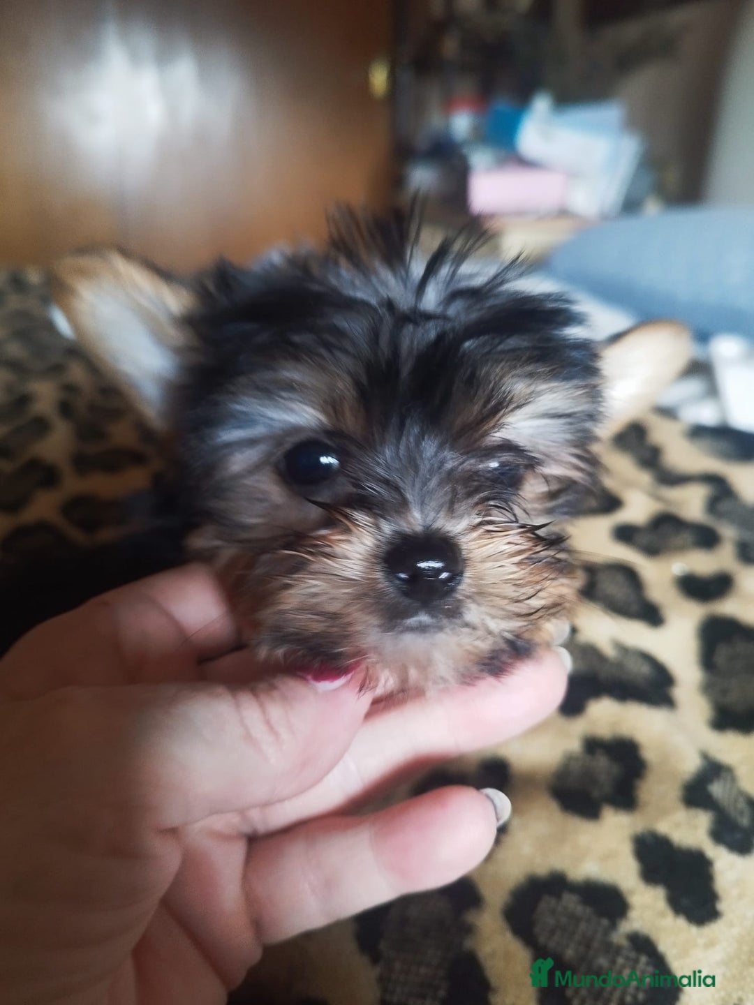 Yorkshire Terrier perros en venta: YORKSHIRE TOY CALIDAD Y SELECCIÓN  - Imagen 7