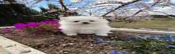 Pomerania perros en venta: Pomeranias toy hembras disponibles  - Anuncio 9