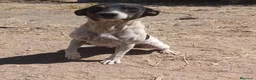 Ratonero Bodeguero Andaluz perros en venta: Bodegueros de buena linea  - Anuncio 1