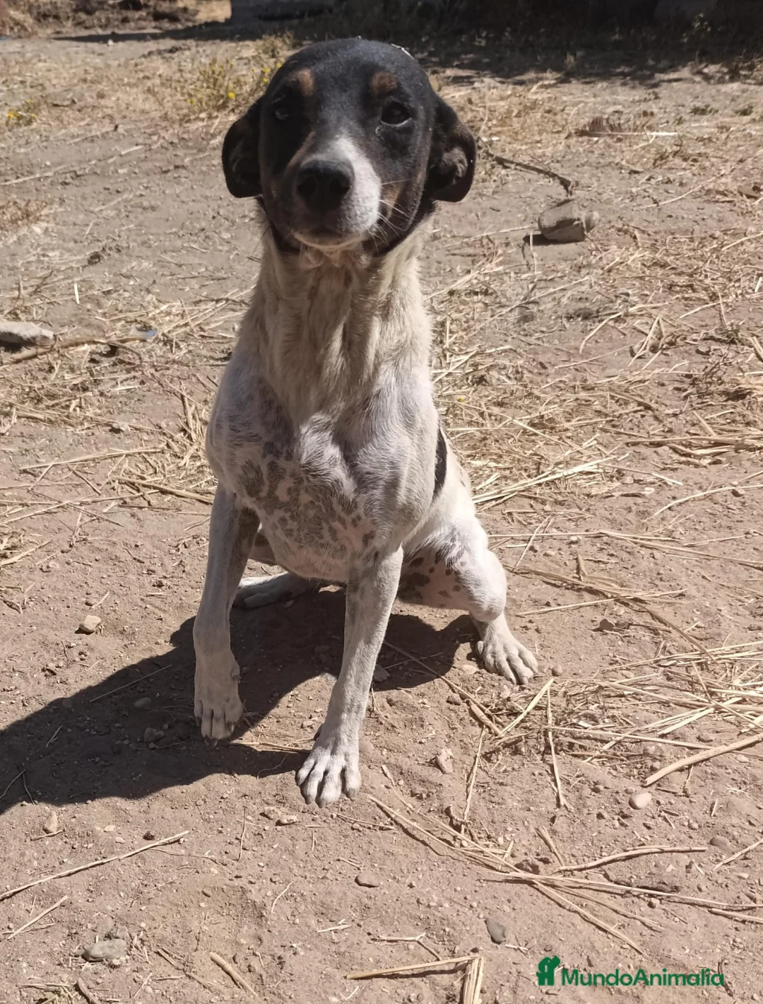 Ratonero Bodeguero Andaluz perros en venta: Bodegueros de buena linea  - Anuncio 1