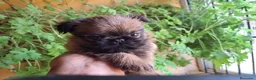 Grifón de Bruselas perros en venta: Griffon de bruselas - Anuncio 6