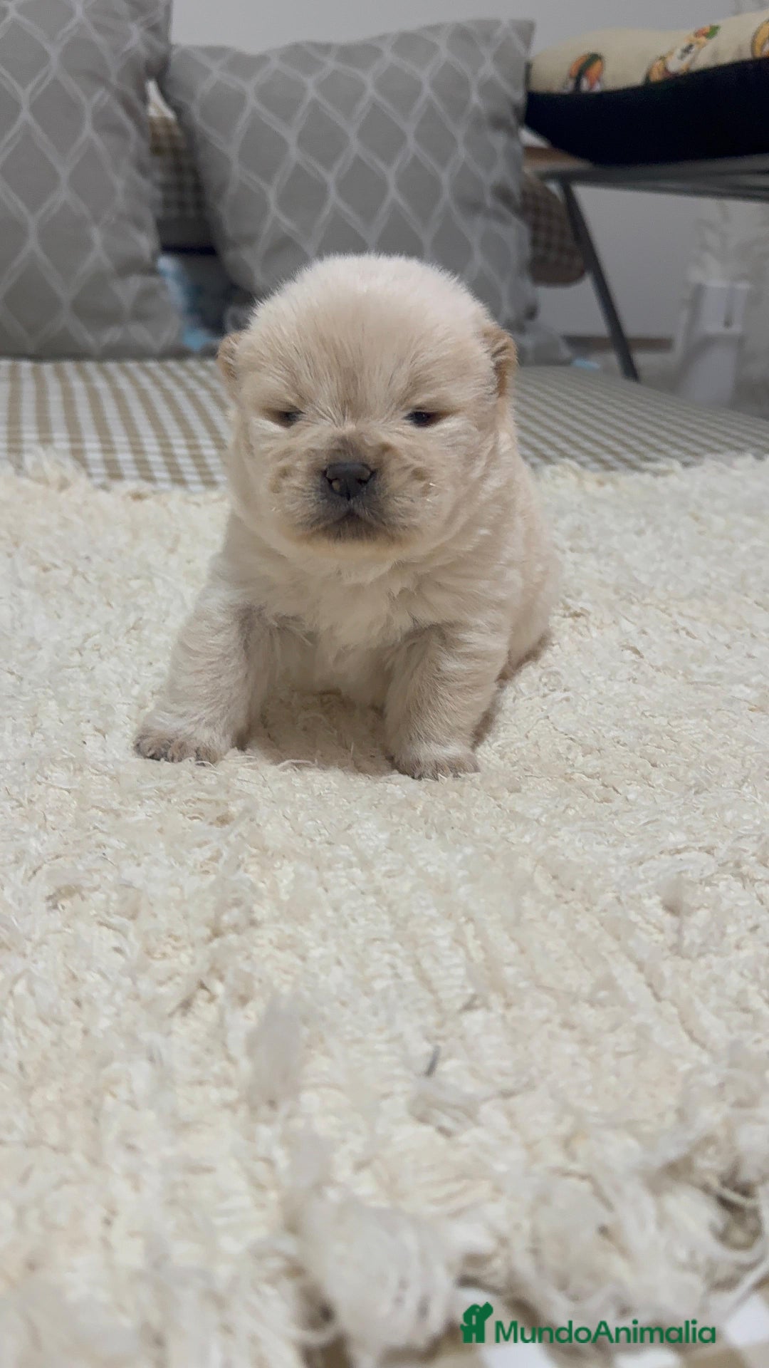 Chow Chow perros en venta: Chow chow preciosos cachorros peluditos  - Anuncio 3