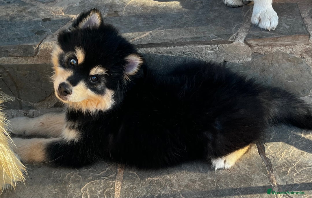 Pomsky perros en venta: Pomsky miniatura - Imagen 3