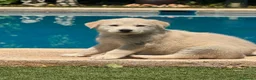 Golden Retriever perros en venta: Disponible Machos de Golden Retriever  - Anuncio 3