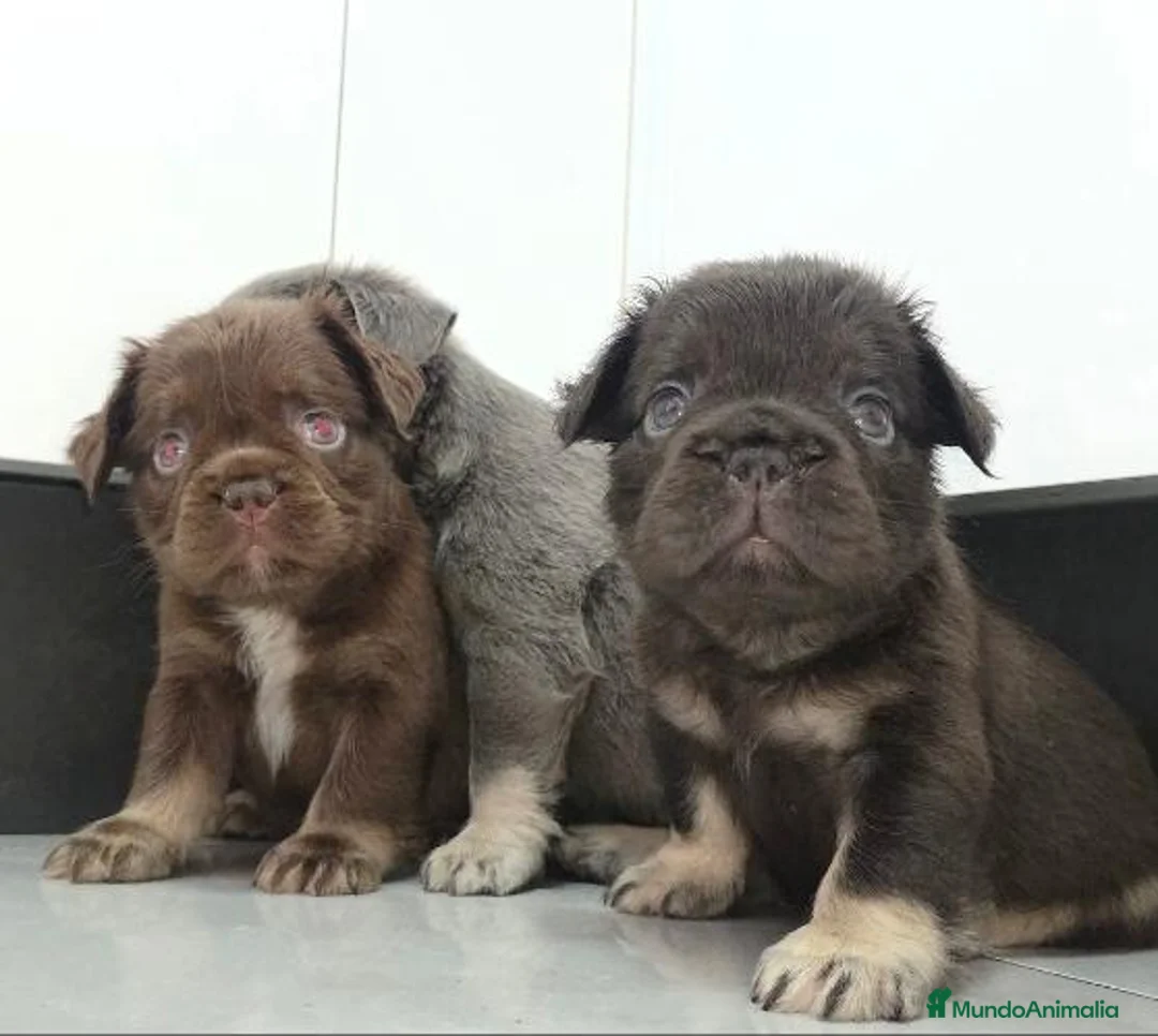Bulldog Francés perros en venta: Bulldog Frenchis fluffys  - Anuncio 2