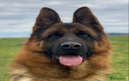 Pastor Alemán perros en venta: Cachorros de pastor alemán  en Salamanca - Imagen 20