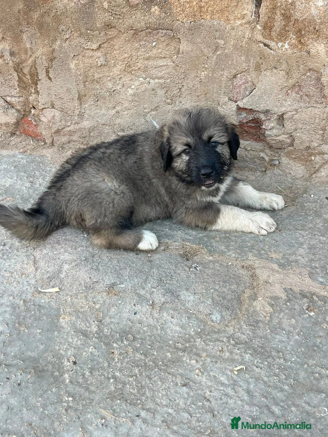 Pastor del Cáucaso perros en venta: Pastores del Caucasos de Calidad  - Anuncio 2