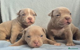 American Bully perros en venta: American bully pocket . Abkc  - Imagen 6