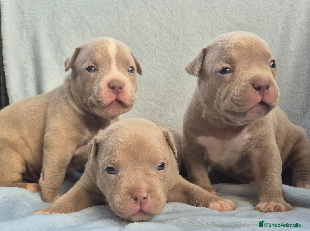 American Bully perros en venta: American bully pocket . Abkc  - Imagen 6