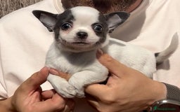 Chihuahua perros en venta: Chihuahua hembra bicolor Blue  en Málaga - Imagen 2