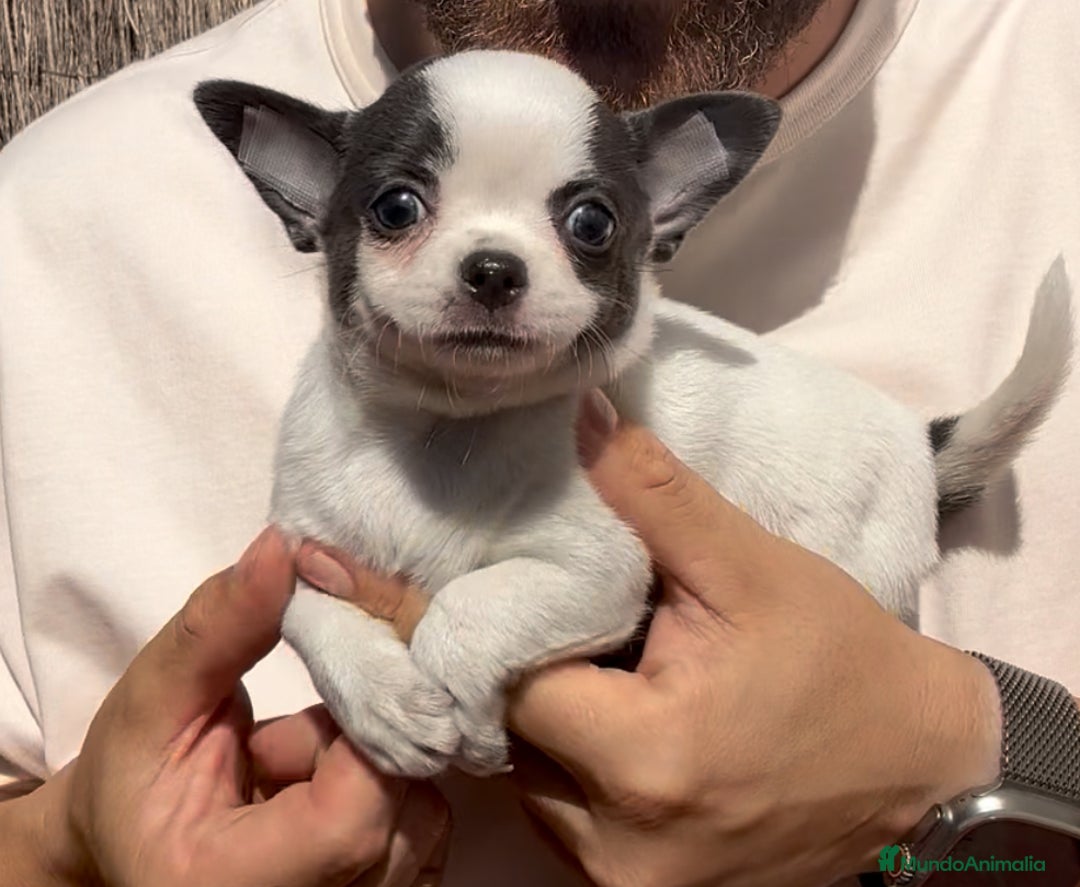 Chihuahua perros en venta: Chihuahua hembra bicolor Blue  en Málaga - Imagen 2