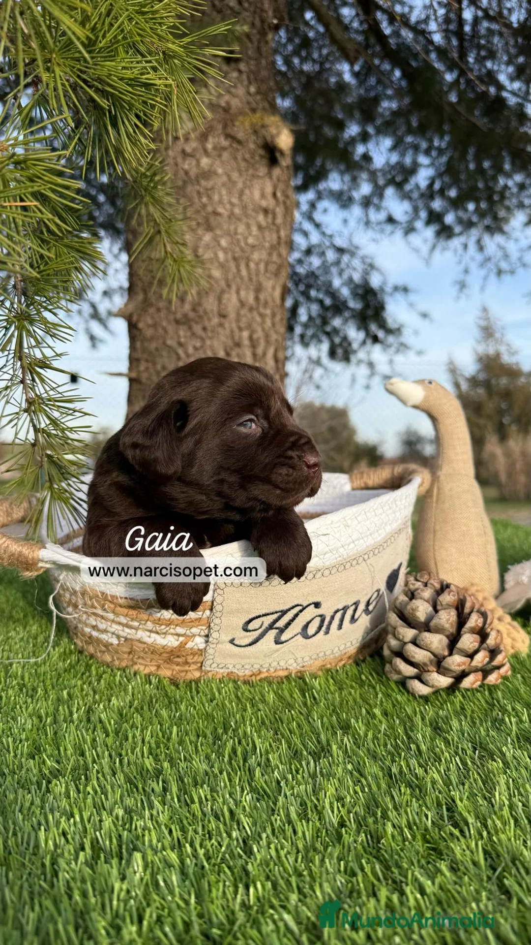 Labrador Retriever perros en venta: CRIADERO DE LABRADOR en Asturias - Anuncio 2