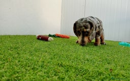 Teckel perros en venta: Teckel arlequin - Imagen 1
