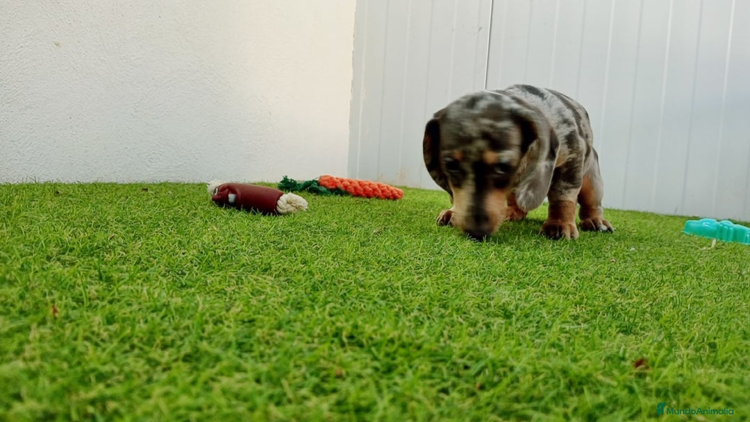 Teckel perros en venta: Teckel arlequin - Imagen 1