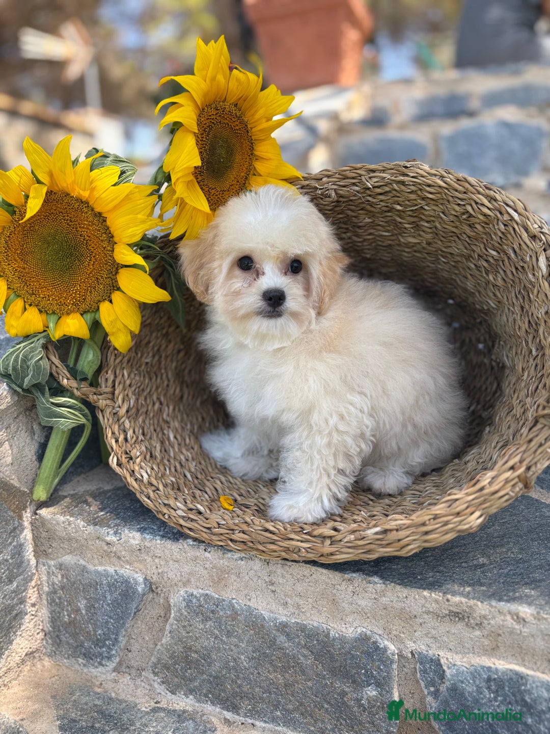 Maltipoo perros en venta: Maltipoo Con toda la vacunación completa. - Imagen 4