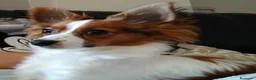 Raza Mixta perros en venta: Se regala cachorro 9 meses - Anuncio 3