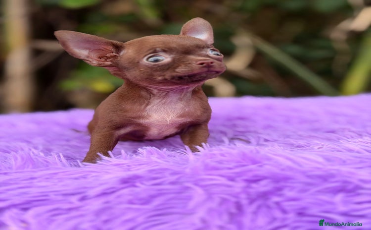 Chihuahua perros Chihuahua chocolate  - Anuncio 6