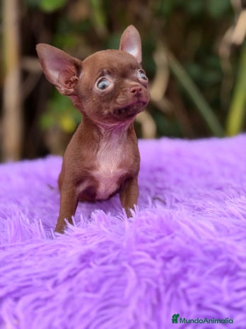 Chihuahua perros Chihuahua chocolate - Anuncio 1