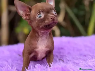 Chihuahua perros Chihuahua chocolate - Anuncio 12