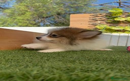Pomerania perros en venta: POMERANIA MACHO ENVIO A TODA ESPAÑA - Imagen 10
