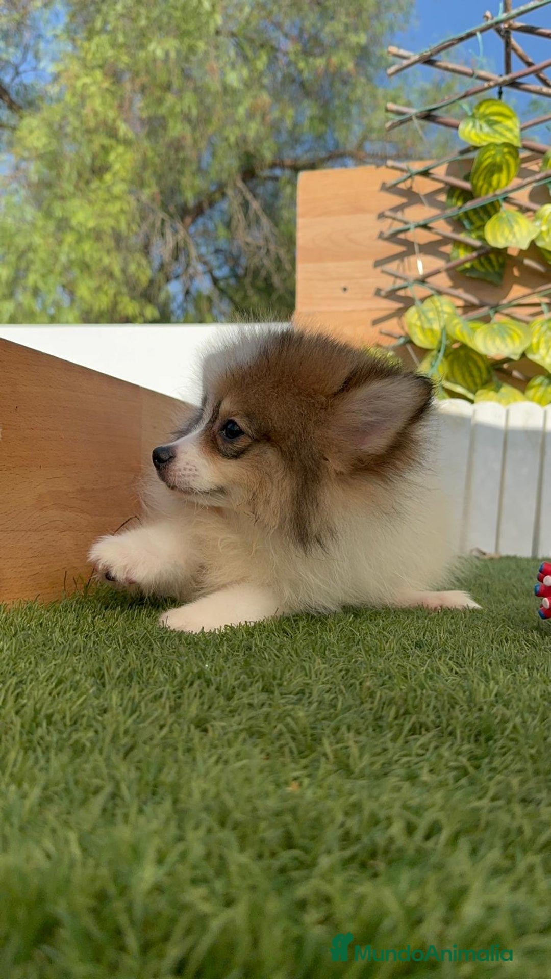 Pomerania perros en venta: POMERANIA MACHO ENVIO A TODA ESPAÑA - Imagen 10